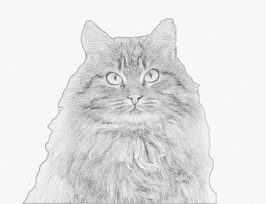 cat 3 printed on vellum