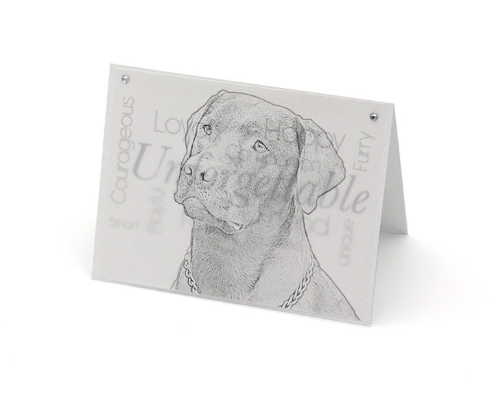 Labrador blank all-occasion pet notecard with envelope