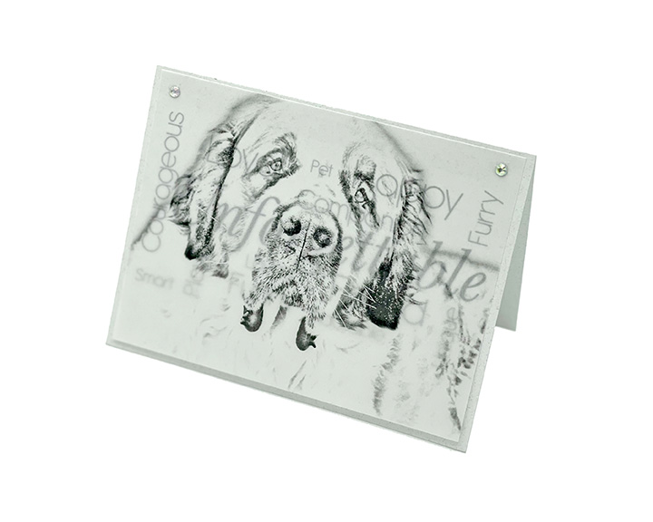 Saint Bernard blank all-occasion pet notecard with envelope