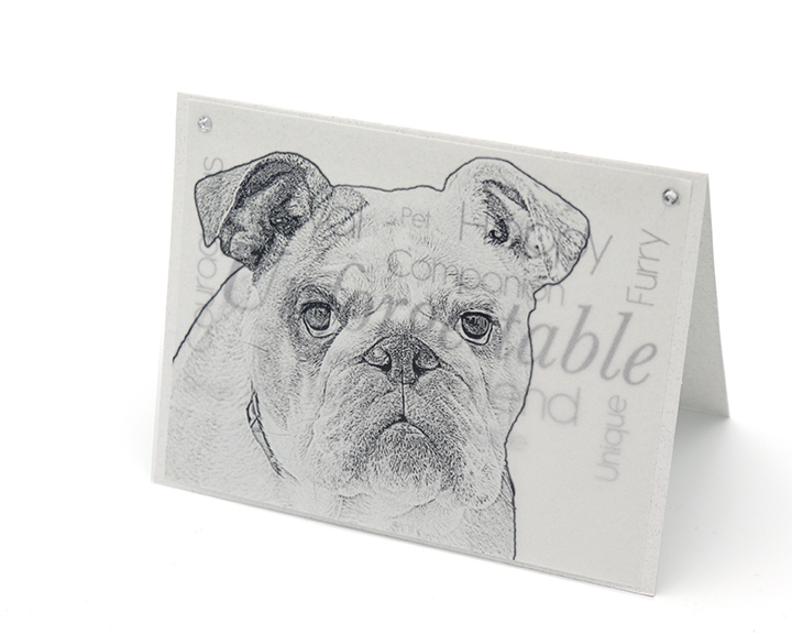 Bulldog blank all-occasion pet notecard with envelope