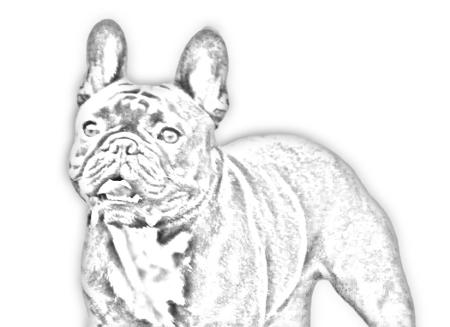 french-bulldog