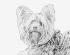 torkie terrier printed on vellum